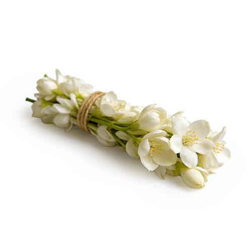 Ethereal Jasmine