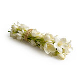 Ethereal Jasmine