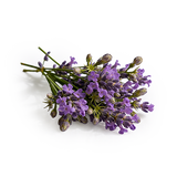 Lavender Meadow