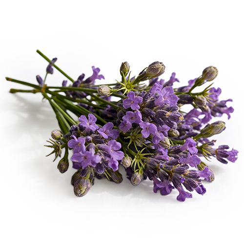 Amorphic Wooden Bowl Candle - Lavender Meadow