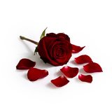 Imperial Rose