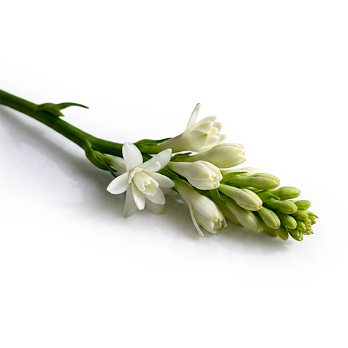 Tuberose